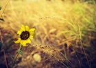 雅思口语part2话题卡：Describe an activity you would do when you are alone in your free time 独处时的活动/一个人空闲时间会做的事情